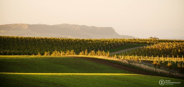 Seaview at Awatere Valley-courtesy Wine Marlborough